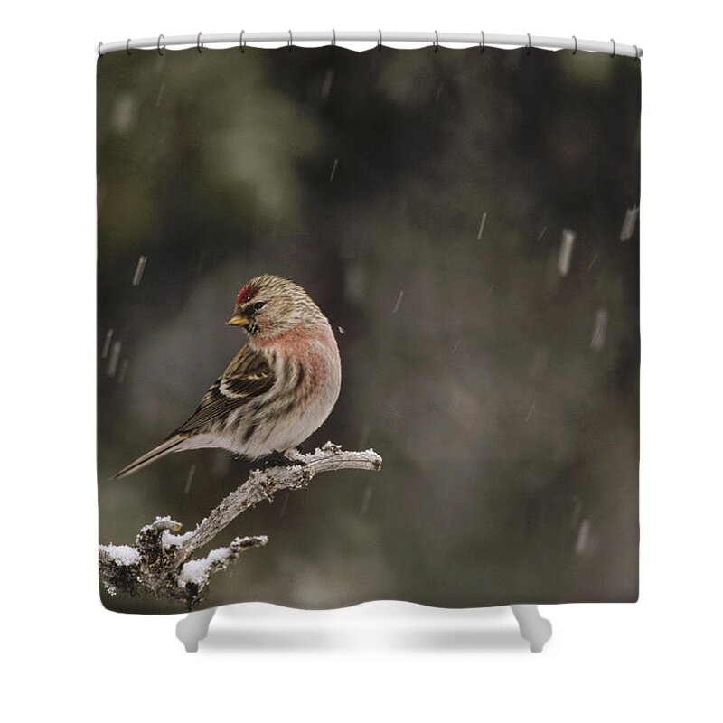 Feb0514 Shower Curtain featuring the photograph Common Redpoll Male In Breeding Plumage by Michael Quinton