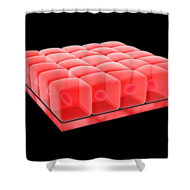 Epithelial Tissue Shower Curtain featuring the digital art Conceptual Image Of Simple Cuboidal by Stocktrek Images