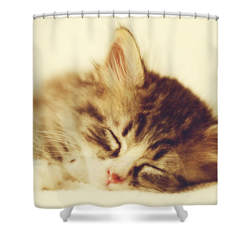 Kitten Shower Curtain featuring the photograph Content Kitty by Pam Holdsworth