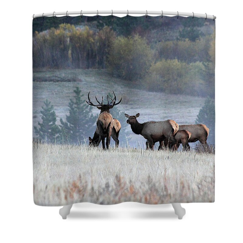 Elk Shower Curtain featuring the photograph Cool Misty Morning by Shane Bechler