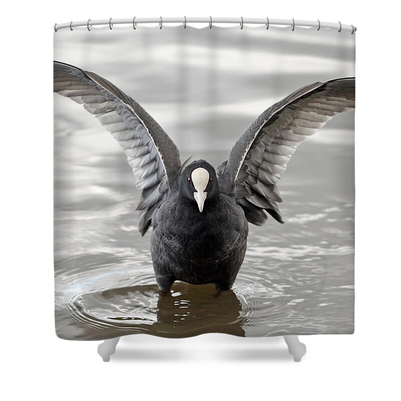 Bird Shower Curtain featuring the photograph Coot in water by Grant Glendinning