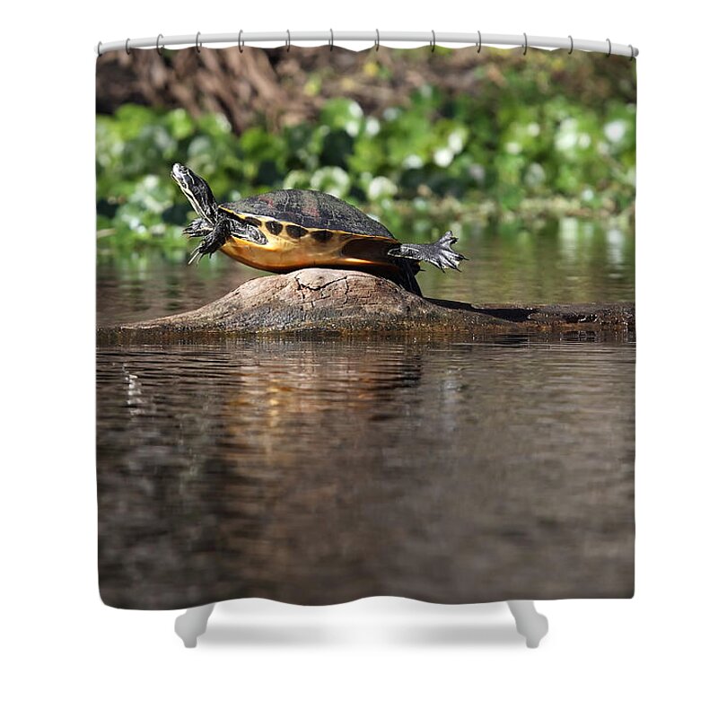 Cooter Shower Curtain featuring the photograph Cooter on Alligator Log by Paul Rebmann
