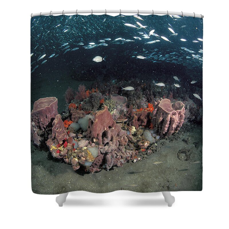 Feb0514 Shower Curtain featuring the photograph Coral And Schooling Fish Grays Reef by Flip Nicklin