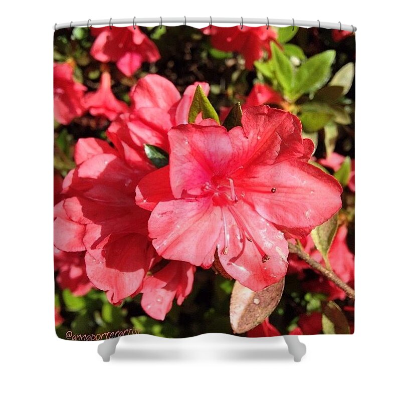 Ig_exquisite Shower Curtain featuring the photograph Coral-red Azaleas In My Spring Garden by Anna Porter