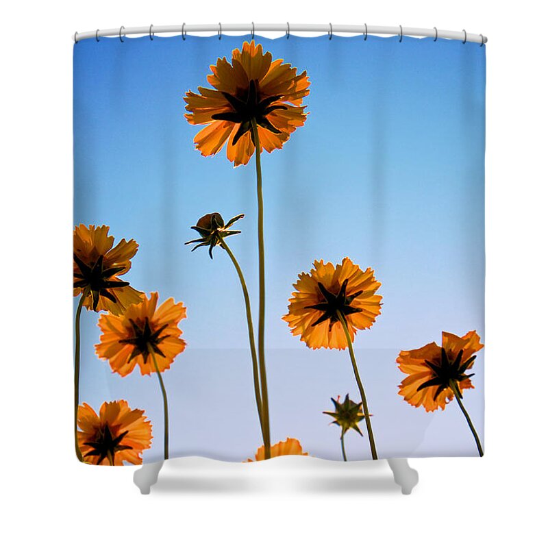 Coreopsis Shower Curtain featuring the photograph Coreopsis In the Sky by Mary Lee Dereske