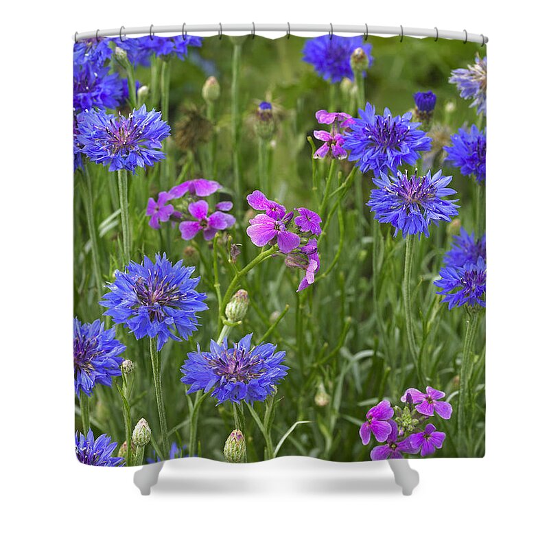 00176049 Shower Curtain featuring the photograph Cornflower Centaurea Cyanus And Pointed by Tim Fitzharris