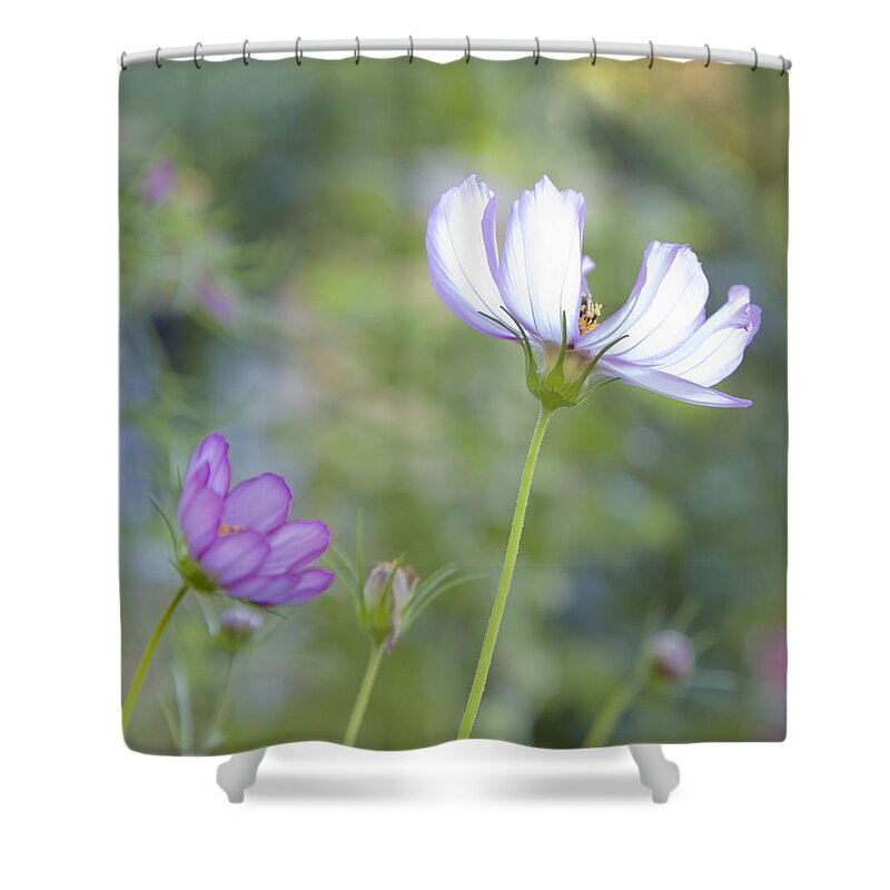 Floral Shower Curtain featuring the photograph Cosmo Lite by Theresa Tahara