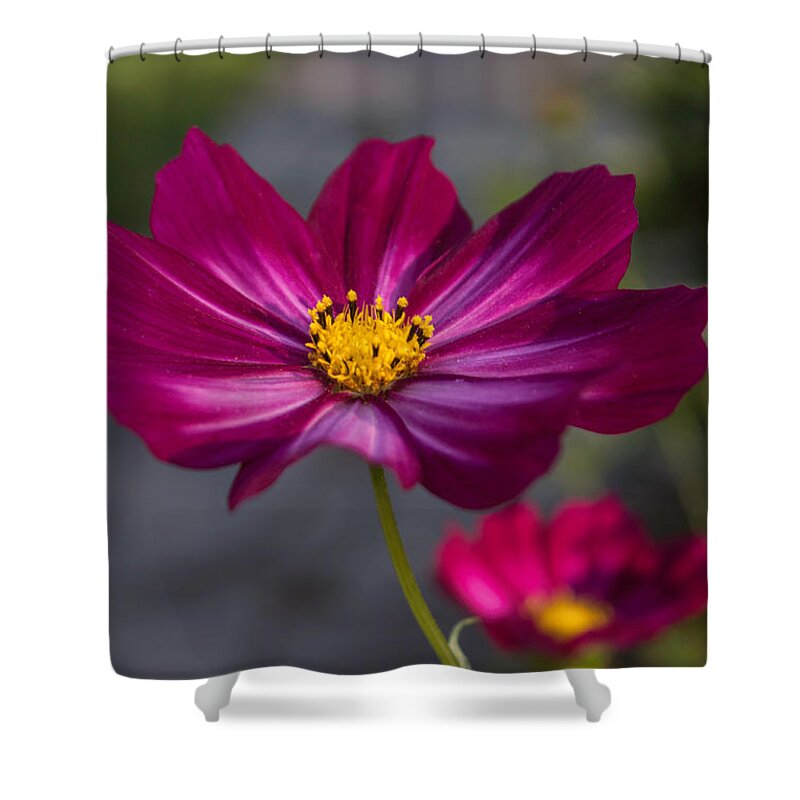 Cosmos Shower Curtain featuring the photograph Cosmos Flower by Arlene Carmel
