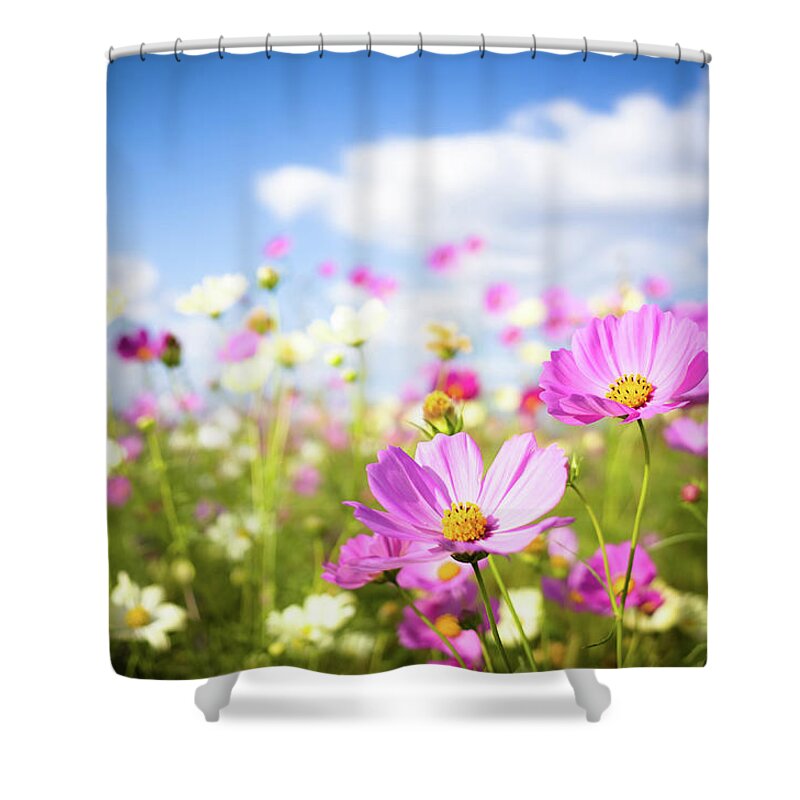 Wind Shower Curtain featuring the photograph Cosmos Flowers In Full Bloom by Marser