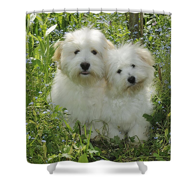 Dog Shower Curtain featuring the photograph Coton De Tulear Dogs by John Daniels