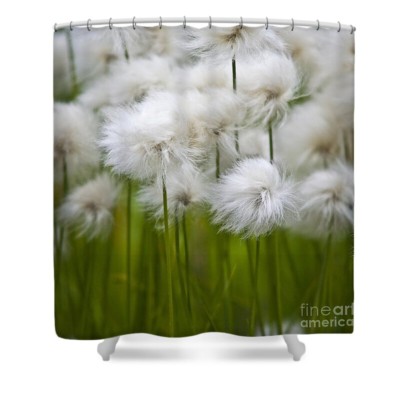 Heiko Shower Curtain featuring the photograph Cottongrass by Heiko Koehrer-Wagner