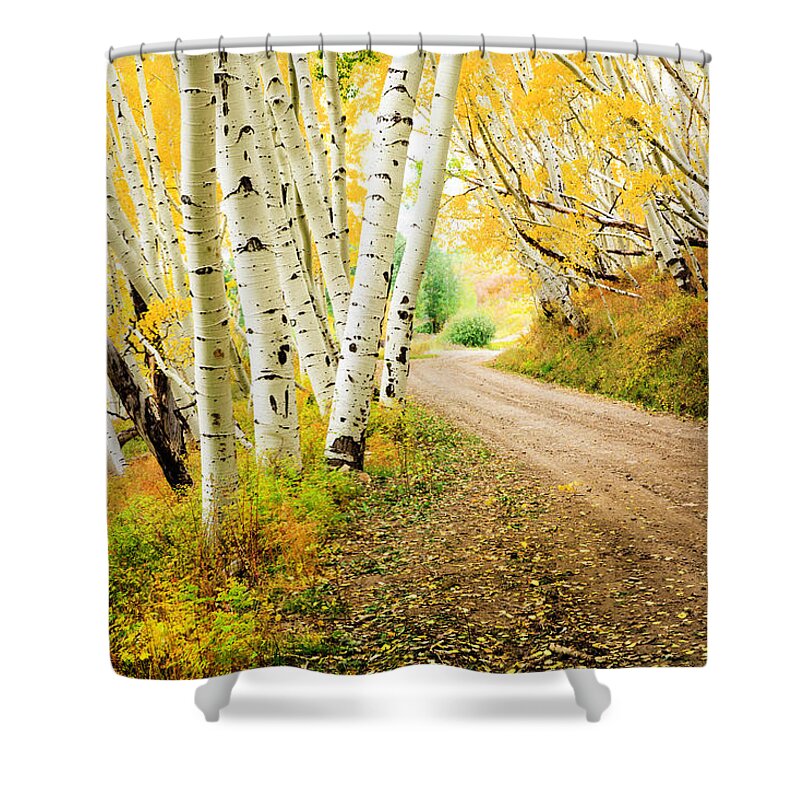 Scenics Shower Curtain featuring the photograph Country Road Through Canopy Of Autumn by Dszc