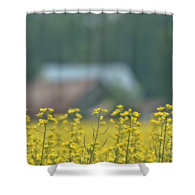 Canola Shower Curtain featuring the photograph Country Yellow by Cheryl Baxter