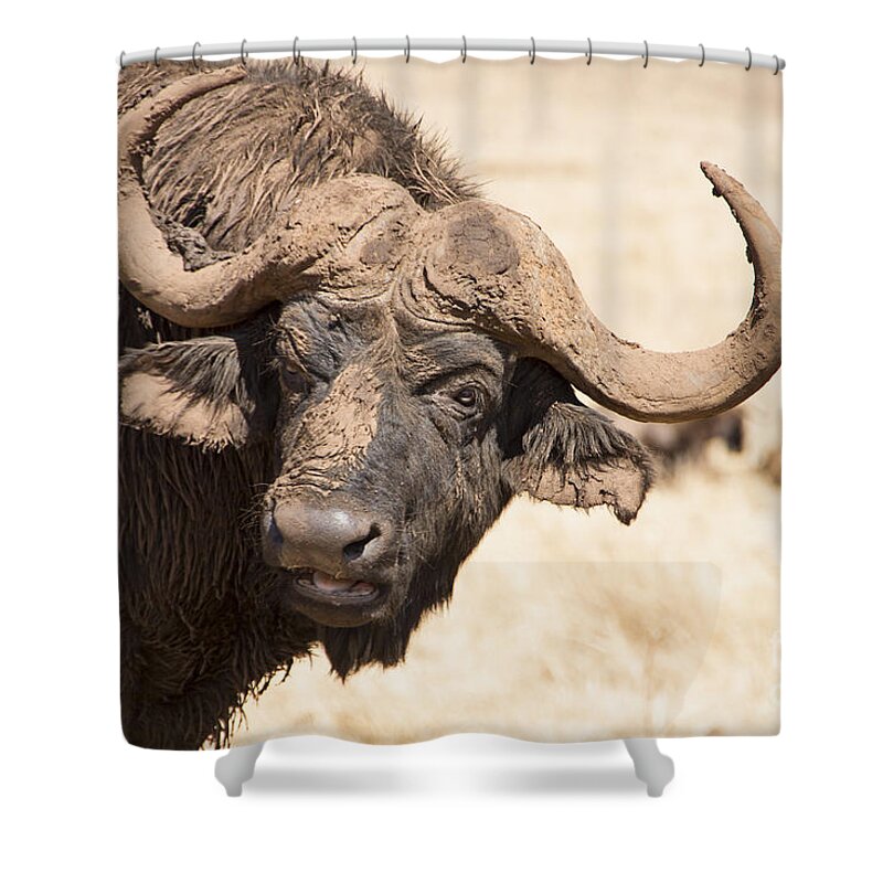 African Buffalo Shower Curtain featuring the photograph Covered in Mud V4 by Douglas Barnard