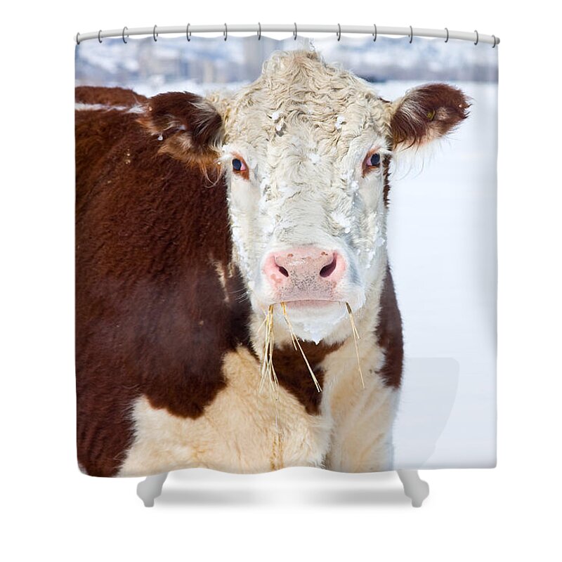 Cow Shower Curtain featuring the photograph Cow by James BO Insogna