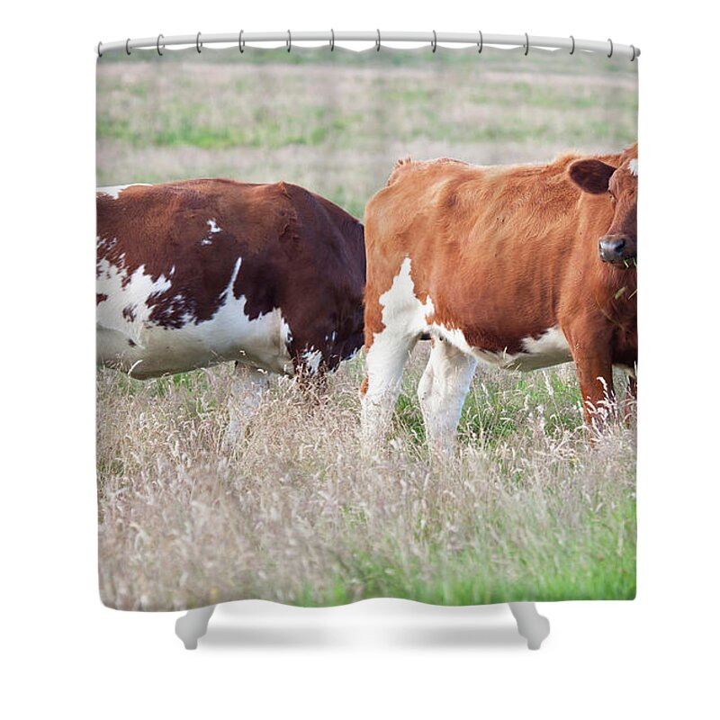 Grass Shower Curtain featuring the photograph Cow Group by Firmafotografen