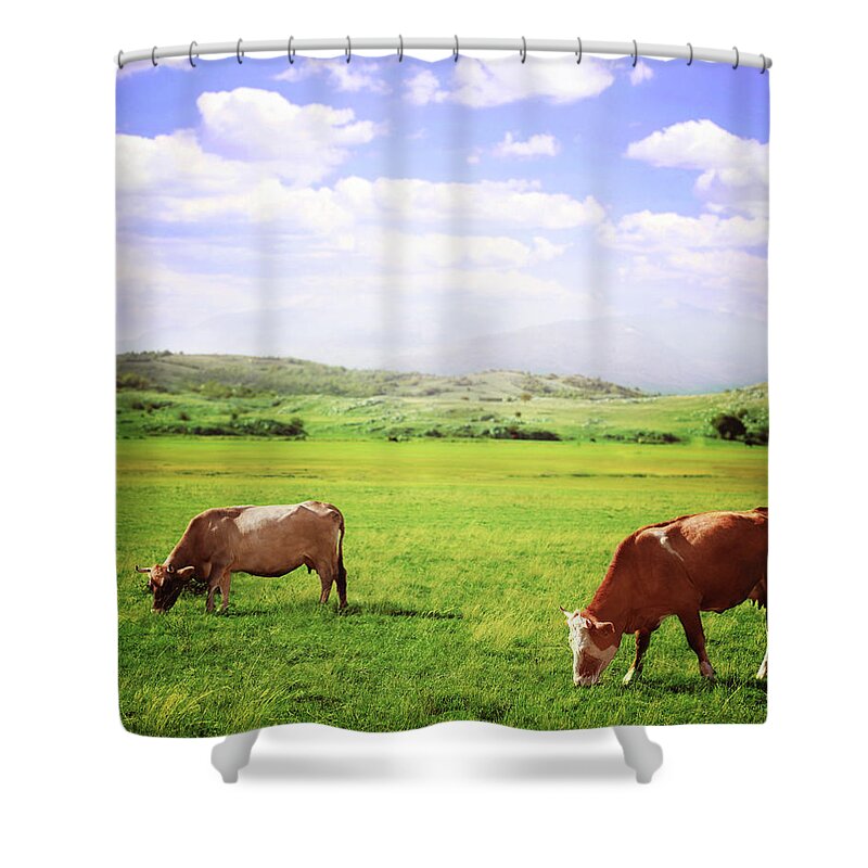 Horned Shower Curtain featuring the photograph Cows Grazing In The Sun by Lechatnoir