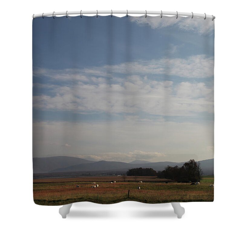 Tranquility Shower Curtain featuring the photograph Cows In Pasture With Mountains In by Guy Crittenden