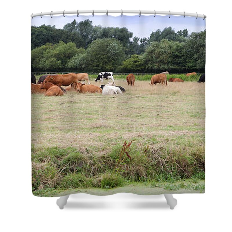 Cows Shower Curtain featuring the photograph Cows in Suffolk England by Nicholas Burningham