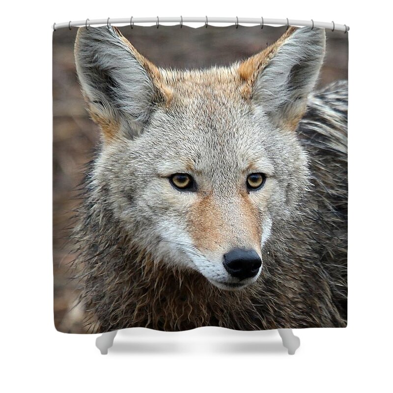 Coyotes Shower Curtain featuring the photograph Coyote by Athena Mckinzie