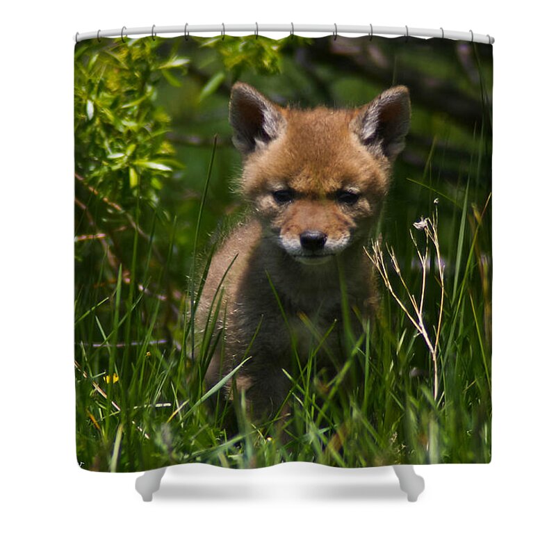 Coyote Shower Curtain featuring the photograph Coyote pup by Mitch Shindelbower