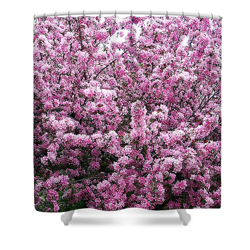 Crab Apple Tree Shower Curtain featuring the photograph Crab Apple Tree by Aimee L Maher ALM GALLERY