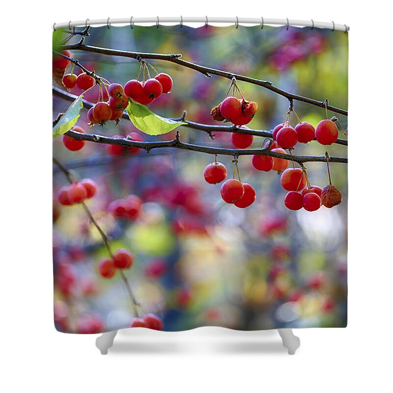 Crab Apple Shower Curtain featuring the photograph Crab Apples 1 by Scott Campbell
