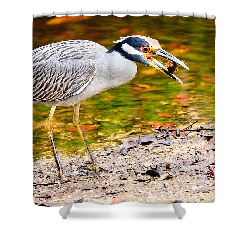 Yellow Crowned Night Heron Shower Curtain featuring the photograph Crabbing in Florida by Ben Graham