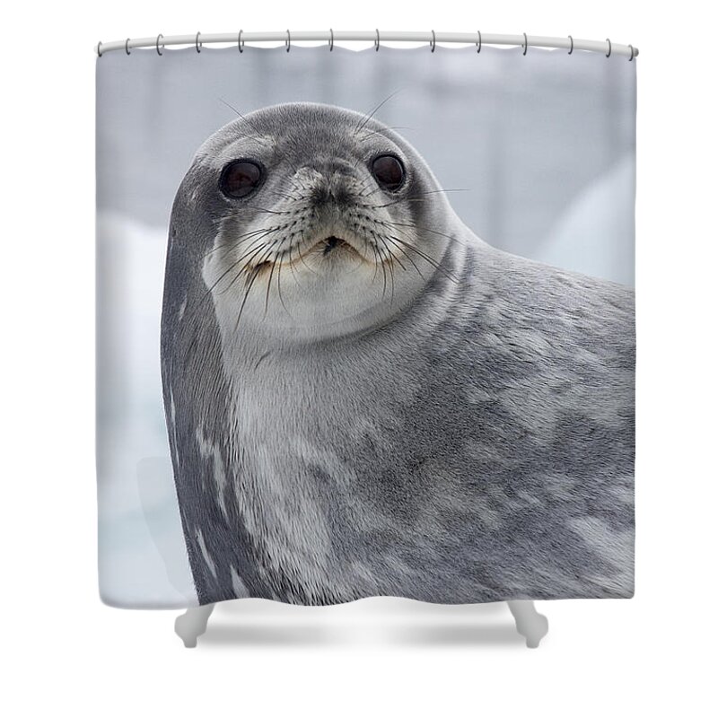 Feb0514 Shower Curtain featuring the photograph Crabeater Seal Antarctica by Matthias Breiter