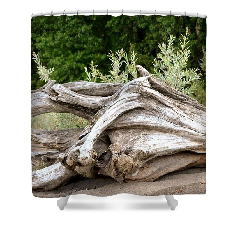 Driftwood Shower Curtain featuring the photograph Cranial Drift by Laureen Murtha Menzl