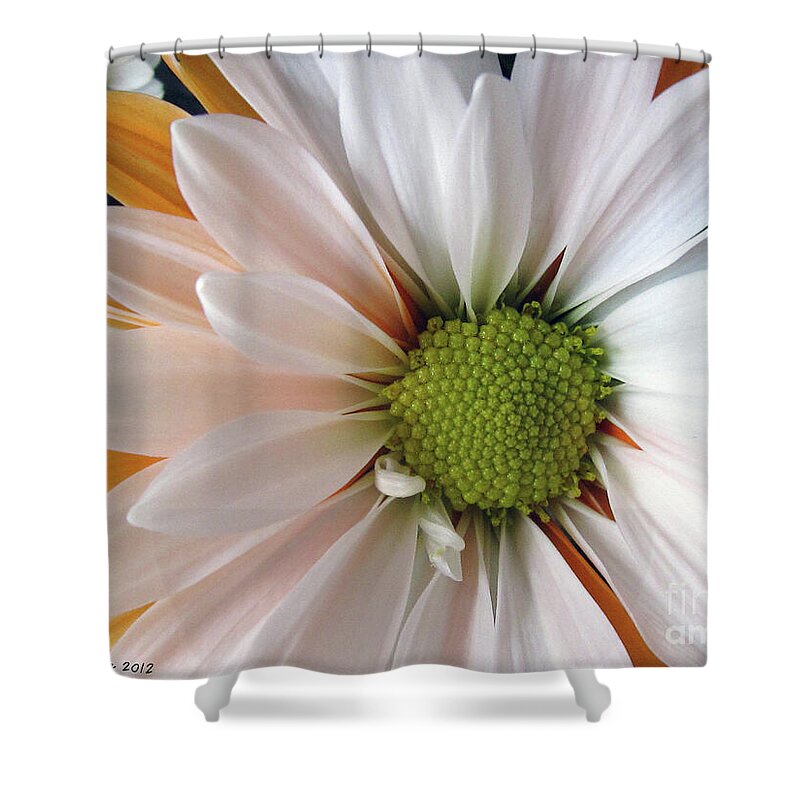 Daisy Shower Curtain featuring the photograph Creamsicle by Jean OKeeffe Macro Abundance Art