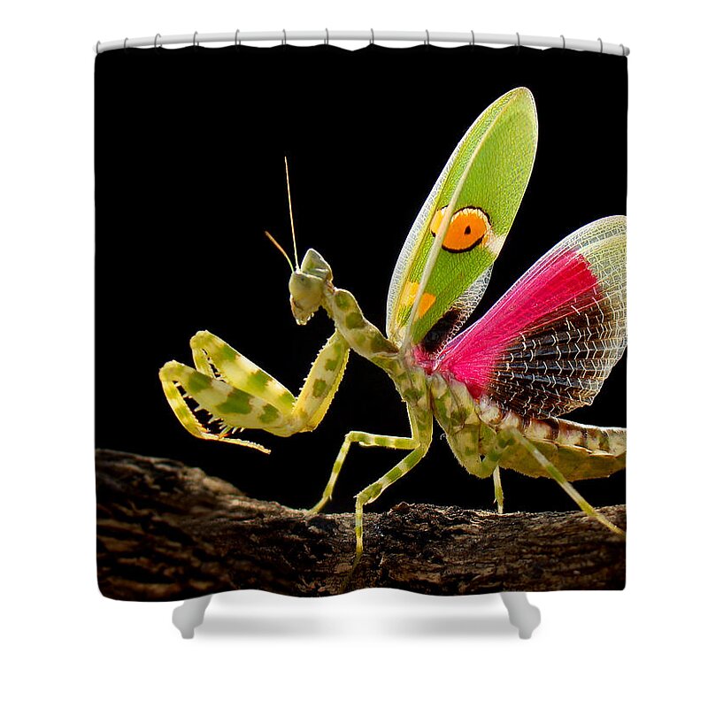 Insect Shower Curtain featuring the photograph Creobroter by Adegsm