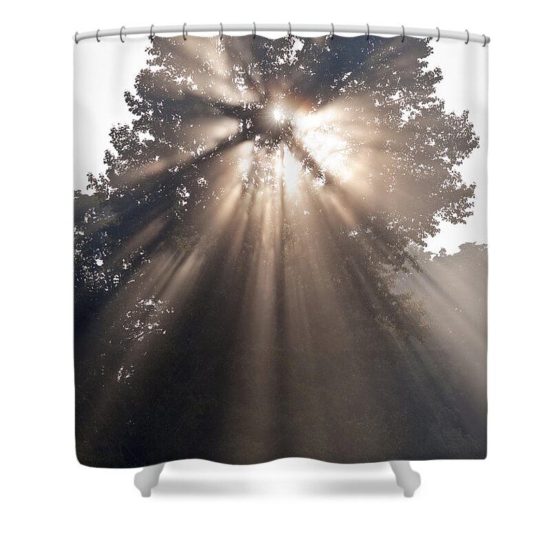 Snohomish Valley Shower Curtain featuring the photograph Crepuscular rays coming through tree in fog at sunrise by Jim Corwin
