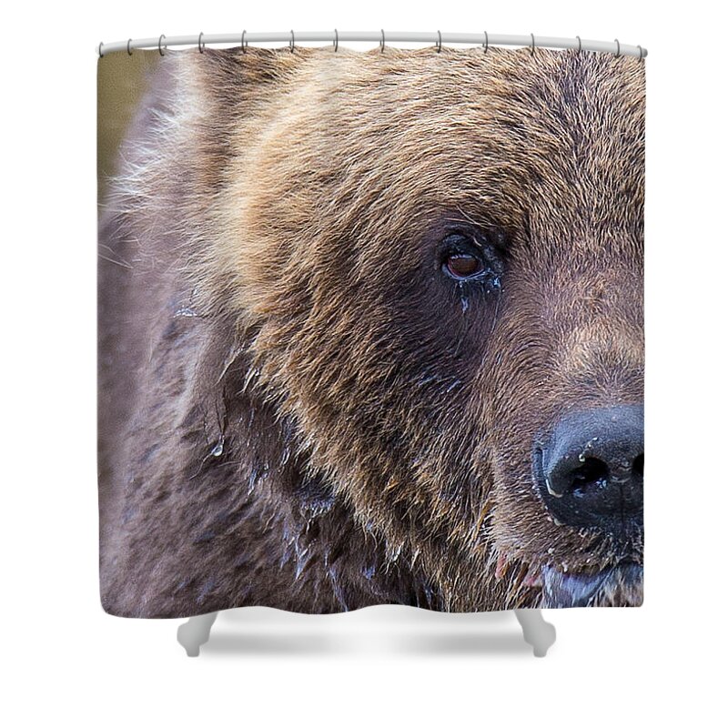 Brown Bear Shower Curtain featuring the photograph Crescent Brown by Kevin Dietrich
