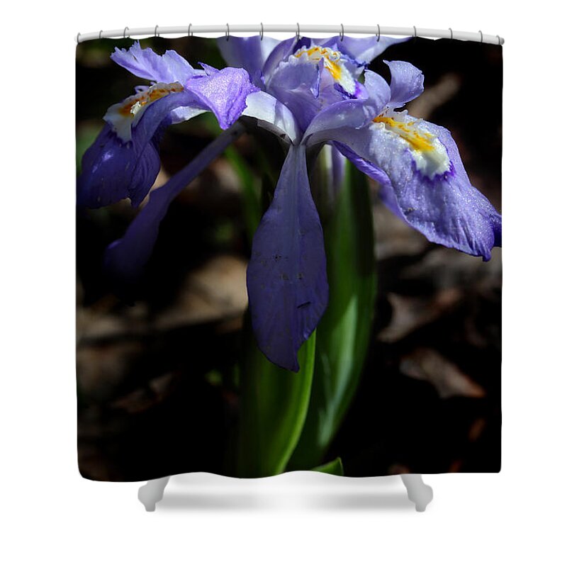 Crested Dwarf Iris Shower Curtain featuring the photograph Crested Dwarf Iris by Michael Eingle