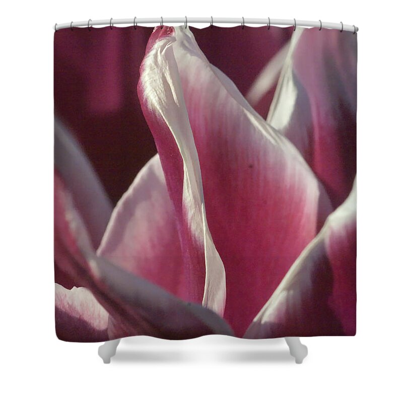 Nature Shower Curtain featuring the photograph crimson Tulip by Rudi Prott