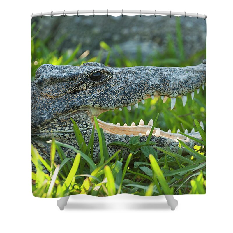 Grass Shower Curtain featuring the photograph Crocodile In Grass by John Elk Iii