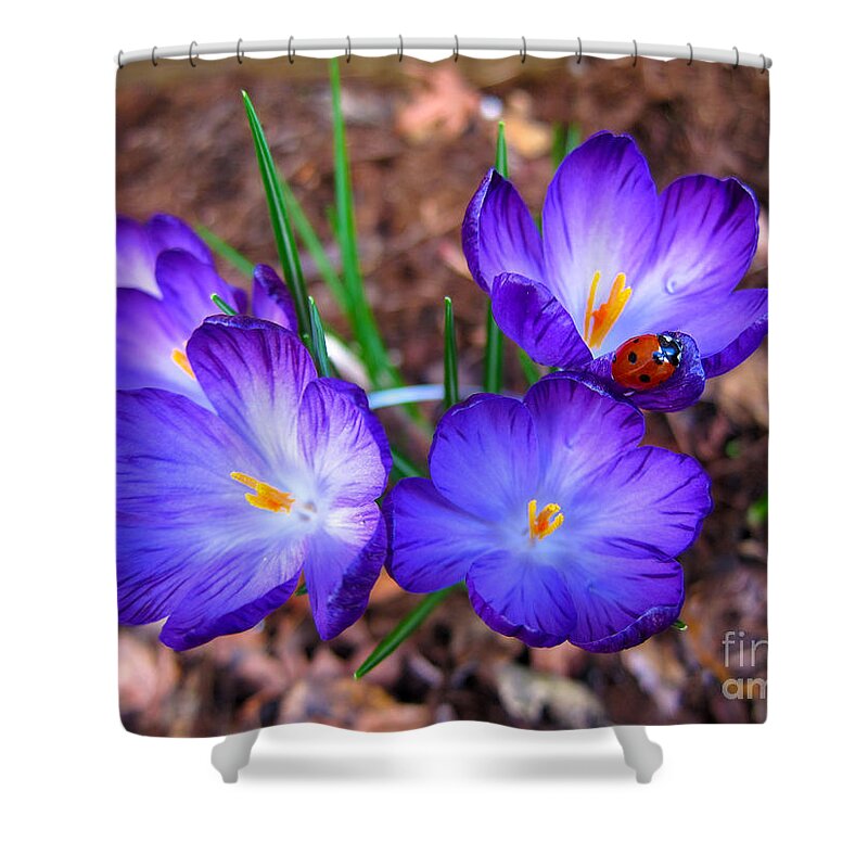 Crocus Shower Curtain featuring the photograph Crocus Flowers and Ladybug by Debra Thompson