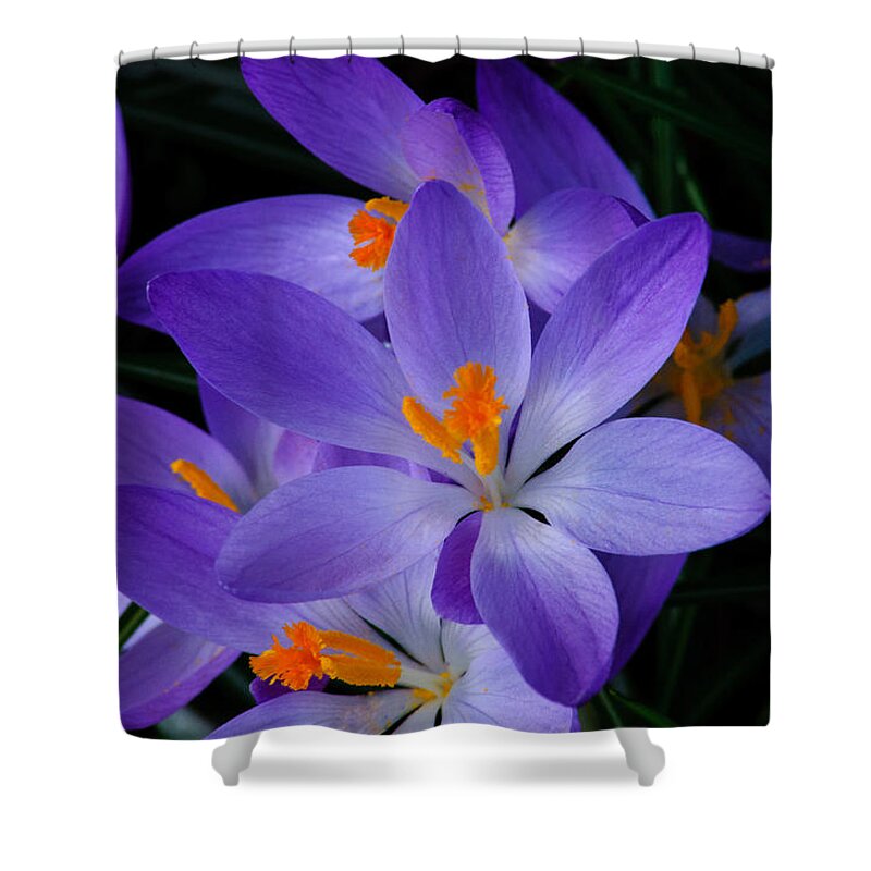 Crocus Shower Curtain featuring the photograph Crocus in Spring 2013 by Tikvah's Hope