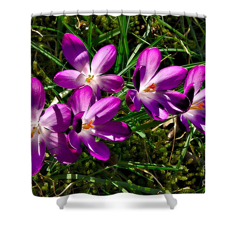 Spring Shower Curtain featuring the photograph Crocus in the Grass by Jeremy Hayden