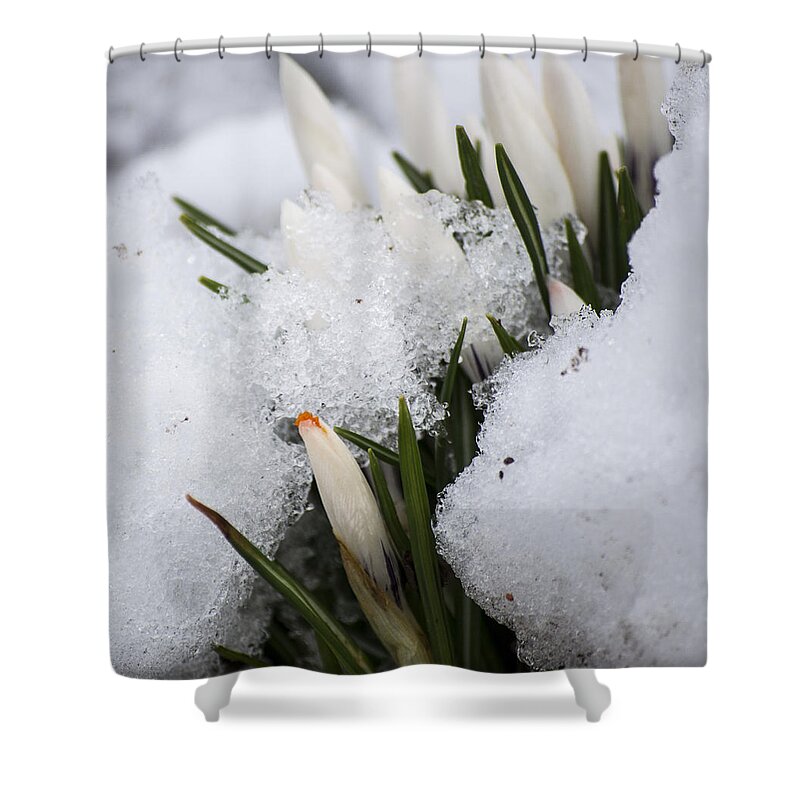 Crocus Shower Curtain featuring the photograph Crocus by Spikey Mouse Photography