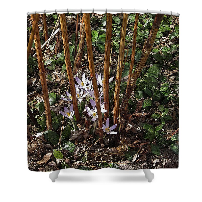 Crocus Shower Curtain featuring the photograph Crocuses and Raspberry Canes by Donald S Hall