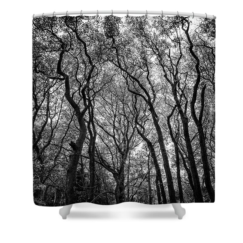 Hardwood Tree Shower Curtain featuring the photograph Crooked Trees by Martin Wahlborg