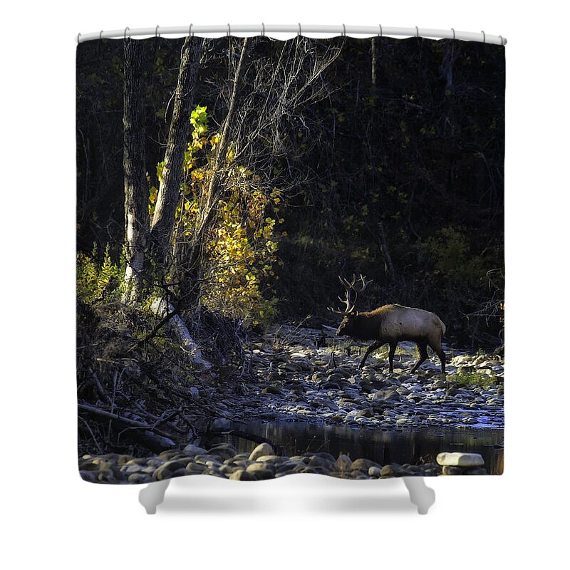 Bull Elk Shower Curtain featuring the photograph Crossing the Buffalo at Daybreak by Michael Dougherty