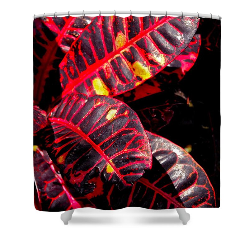Croton Plant Shower Curtain featuring the photograph Croton Leaves in Black and Red by Michele Myers