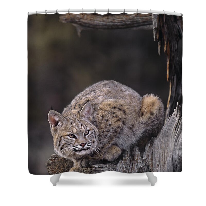 North America Shower Curtain featuring the photograph Crouching Bobcat Montana Wildlife by Dave Welling