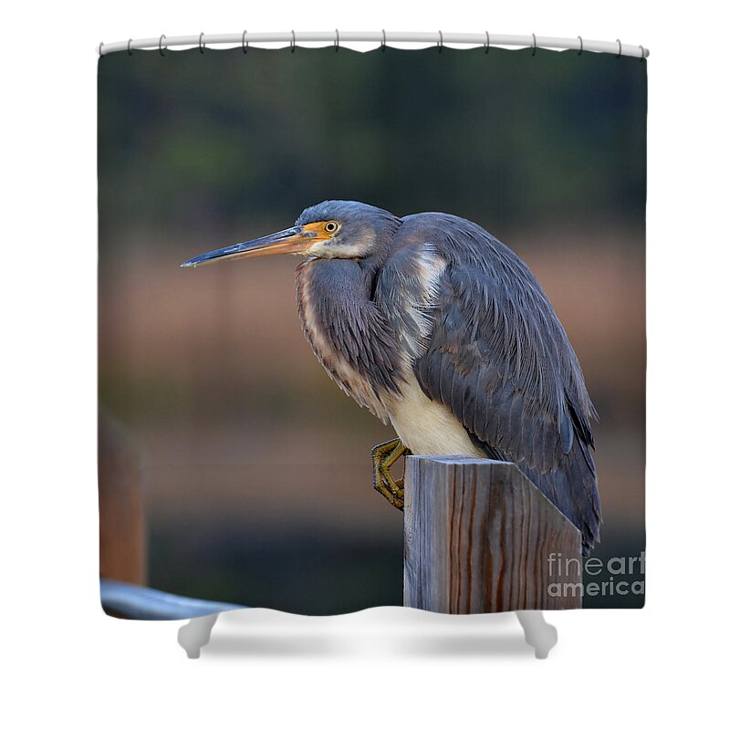 Birds Shower Curtain featuring the photograph Crouching Heron by Kathy Baccari