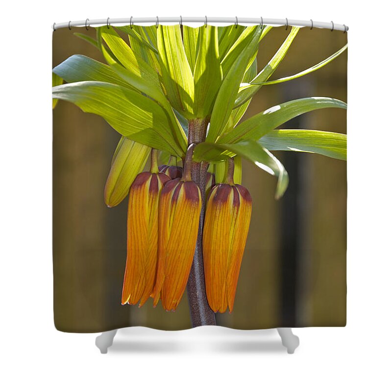 Crown Imperial Shower Curtain featuring the photograph Crown imperial Fritillaria imperialis Flower by Matthias Hauser