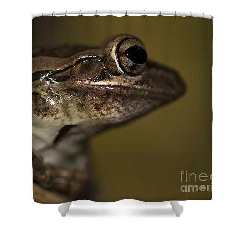 Cuban Treefrog Shower Curtain featuring the photograph Cuban Treefrog by Meg Rousher