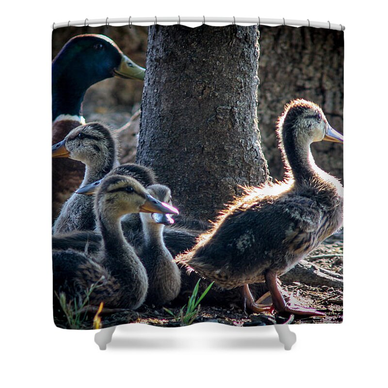 Ducks Shower Curtain featuring the photograph Curiosity by Jeff Mize